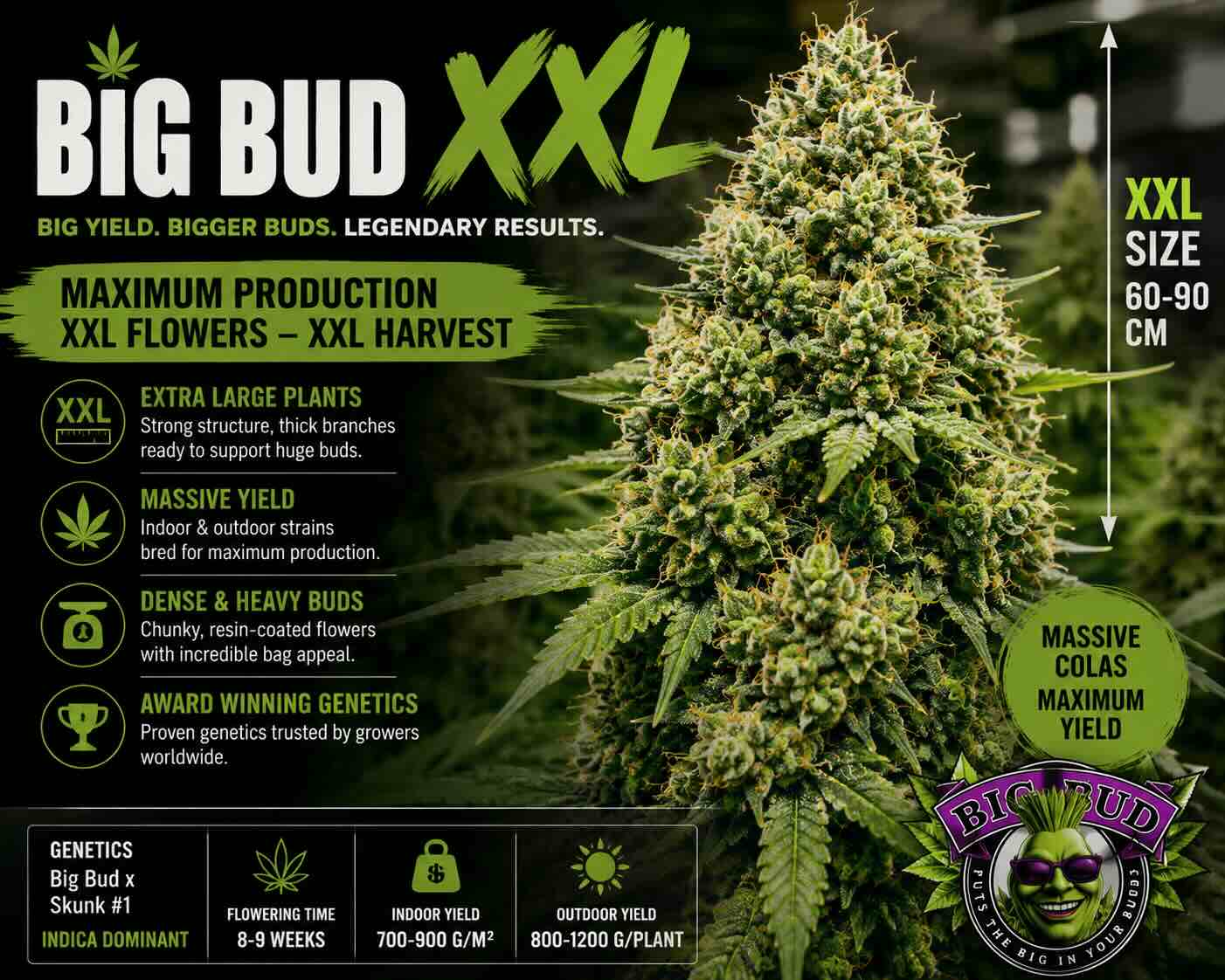 big bud xxl